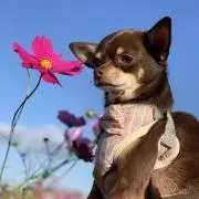 nanoの画像