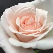 a.k♡