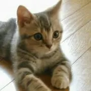 なべちゃんの画像