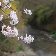 T Kの画像