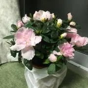 K猫