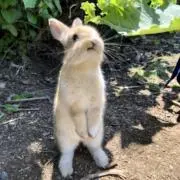めろららの画像