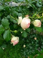 花太郎の画像
