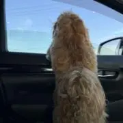 KRの画像