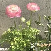 puta♡の画像