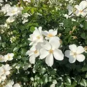 Yuyumamaの画像