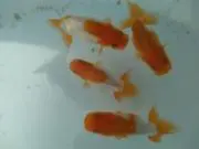 金魚の画像