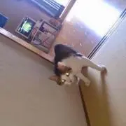 HALUの画像