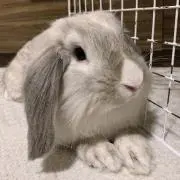 maroの画像