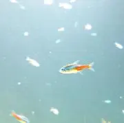 たふの画像