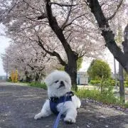 マイル   オーダーは休止しておりますの画像