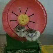 まる。