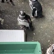 たーーき