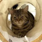 モフモフしてる奴の画像