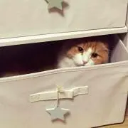 ku.o