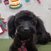 おつきさま