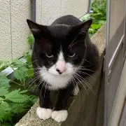 Aの画像