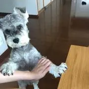 ロクの画像