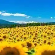 ひまわりの画像