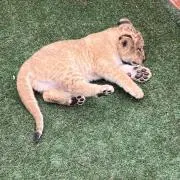 ゆうの画像