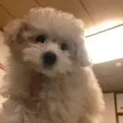 なないろ★の画像
