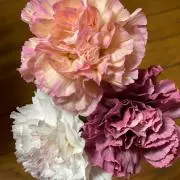 シフォン