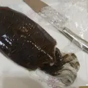 みずむし