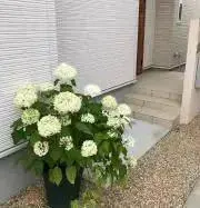 バファリンの画像