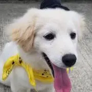 comyの画像