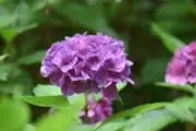 mowislandの画像