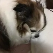 パフのしっぽ