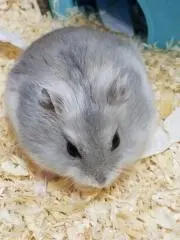 くろたまの画像