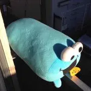 コアラの画像