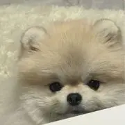 lightの画像