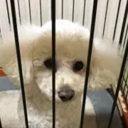 レオちん