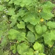 rich in natureの画像