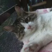 めい☆ママ