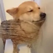 クスクスの画像
