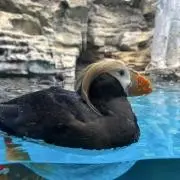 さいの画像
