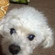 のどか