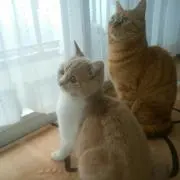 まつひなの画像