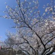 ゆかの画像