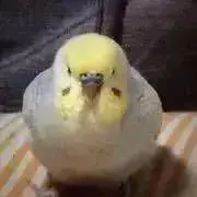 のんの画像