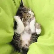 モミジの画像