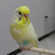 引っ越しのためハンドメイドは発送のみの画像