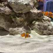 たーん