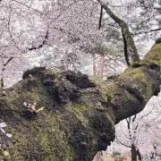 Maの画像