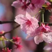 kamakuracox7の画像