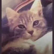 めぇ