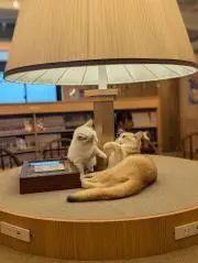 maiの画像